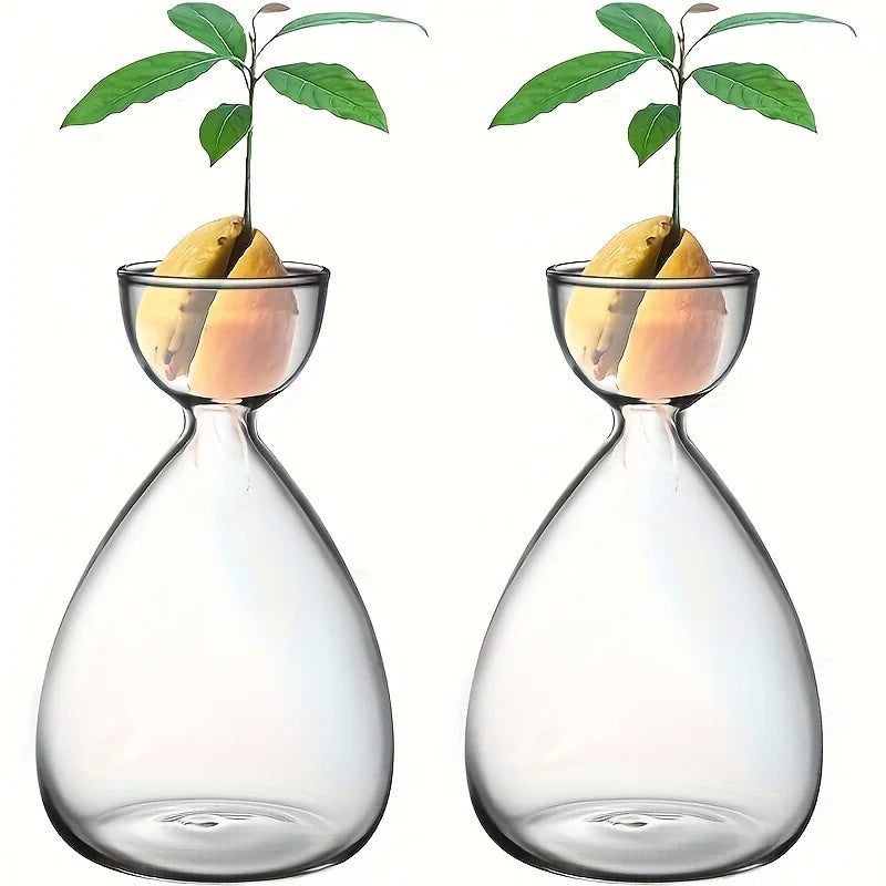 2 or 6 Small Avocado Seed Starter Vases