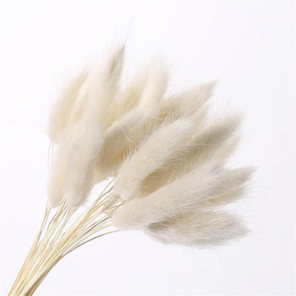 Natural Dried Rabbit Tail Grass