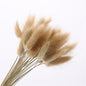 Natural Dried Rabbit Tail Grass