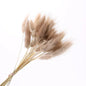 Natural Dried Rabbit Tail Grass