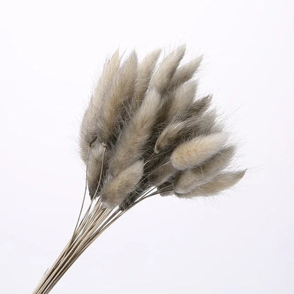 Natural Dried Rabbit Tail Grass